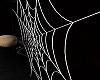 Spider n web animated