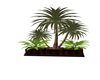 Red/Blk Trio Plant