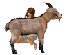TF* Animated Farm Goat