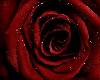 Rose Red Crimson