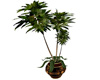 Leaping Tiger Plant/Tree
