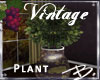 *B* Vintage Ficus Plant