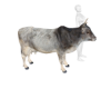 *Anim* Zebu Pet Trigger