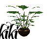 [kiki] plant 3