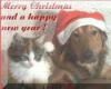 Cat&Dog Xas-Hp New Year