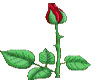 ~MT~ Animated Rose