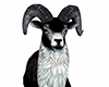 BLACK GOAT PET