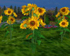 [kyh]sunflower_garden
