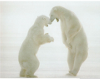Polar bears chatting