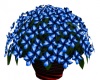 Blue Rose Flower Pot