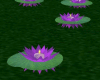 Animated Water Lilys