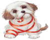 Doggie With Ribbon