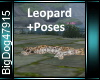 [BD]Leopard+Poses