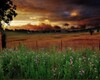 MOBILE MEADOW BACKGROUND