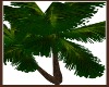 Palm Tree-Huge