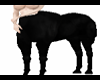!M Black Centaur Female
