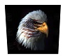 Us Eagle Wall Picture