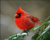 Winter Cardinal...