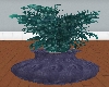 LL-SS big potted plant
