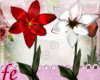 flower Red-white*enh