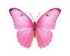 PINK BUTERFLY
