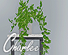 ◃CliffSide Shelf Plant