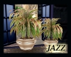 Jazzie-Stone Villa Plant