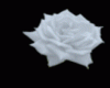 WL Snow Animated Roses