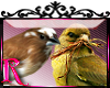 *R* Sparrows Enhancer