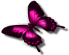 pink butterfly R