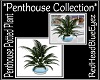 RHBE.PentHPottedPlant