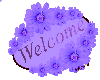welcome - flowers daisy