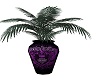 purple harly plant