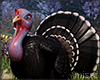 $ Fashion Turkey