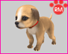 [Rm]Beagle#Puppy