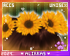 🌸; Junis Sunflowers