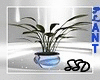 `SSD` Any Room Plant