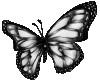 Giant Black Butterfly
