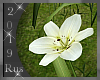 Rus: Lily Garden