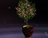 Potted Cherryblossom