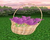 Basket Purple Flowers