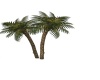 {LS} Two Palm Trees