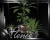 :YL:LiNa Plant Set