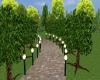 lighted lane with trees