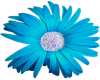 Large Blue Daisy