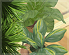 Tropicana - Plants