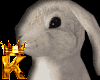 Benny The Bunny