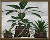 Honeymoon Plants