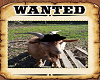 wanted goat
