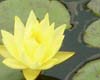 Water Lily